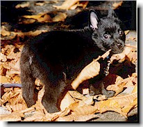 Click to see Felix in 2002!