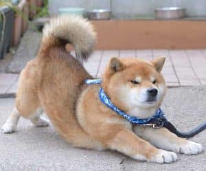 สุนัขสายพันธุ์ญี่ปุ่น