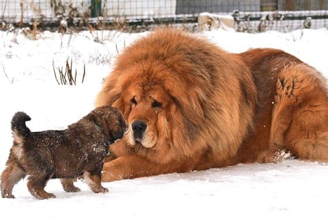 หมาพันธุ์ใหญ่